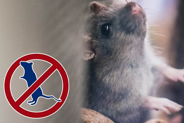 rats-mice-pest-control