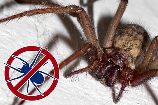 spiders-pest-control